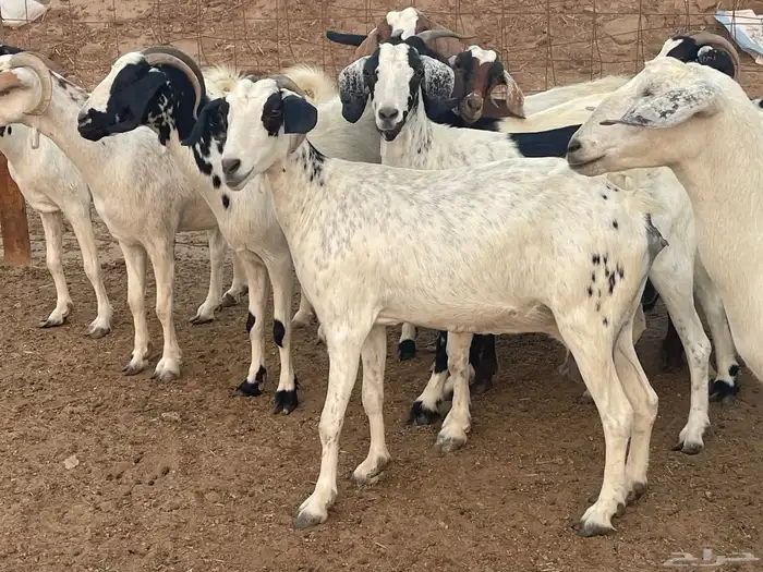 13 معزا فواخر شي طيب تبارك الرحمن منوة القاني 10