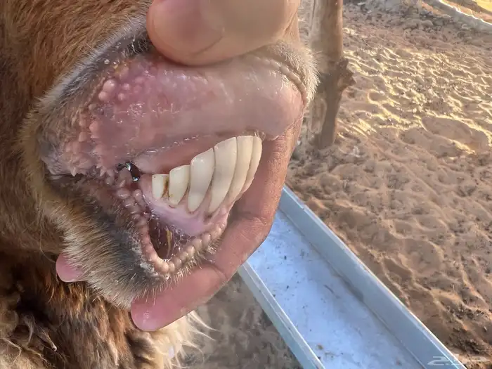 شاة متبع برخل حريه 2