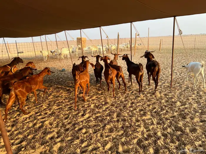 معزا كفو العدد 12 بالفحل ثنيان وربعان وثنتين سديس الفحل جذع 12