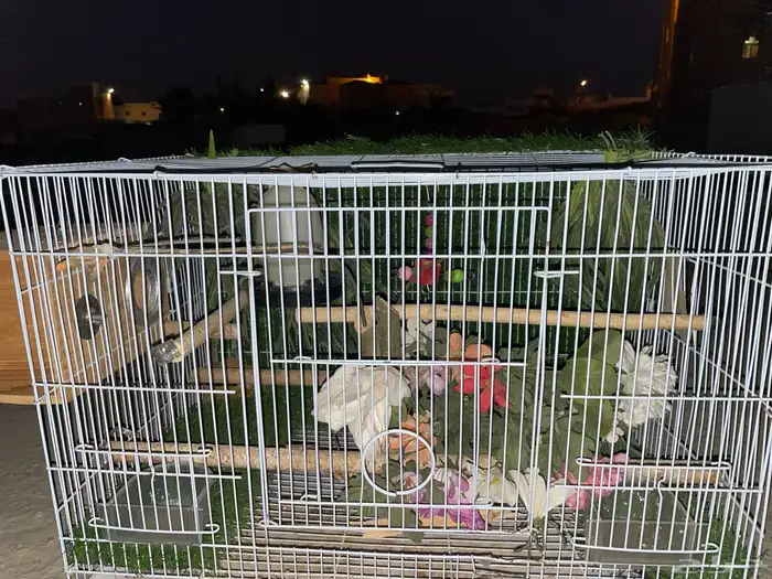 قفص طيور 1