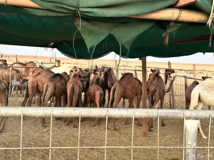 حشو قعدان وبكار 1