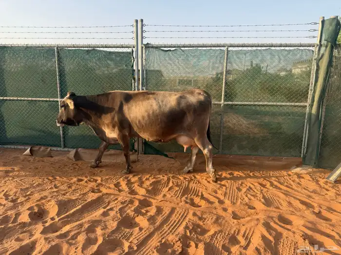 بقره منيحه طيبه 0