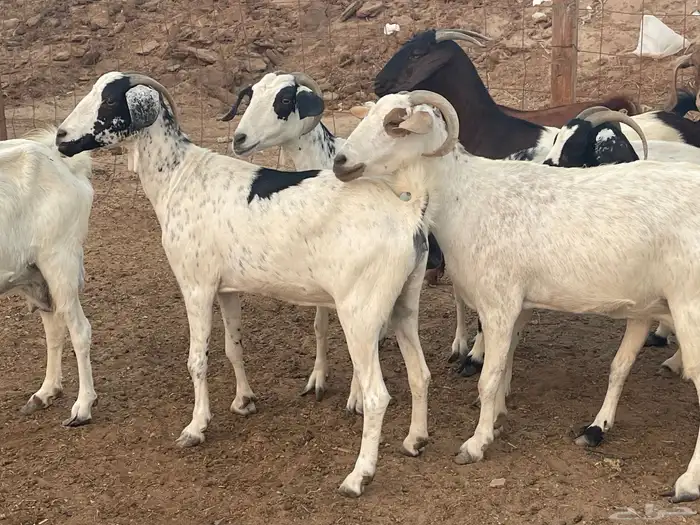 13 معزا فواخر شي طيب تبارك الرحمن منوة القاني 6