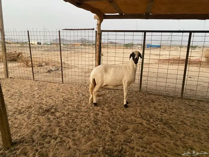 سواكنيه دافع شرط 5