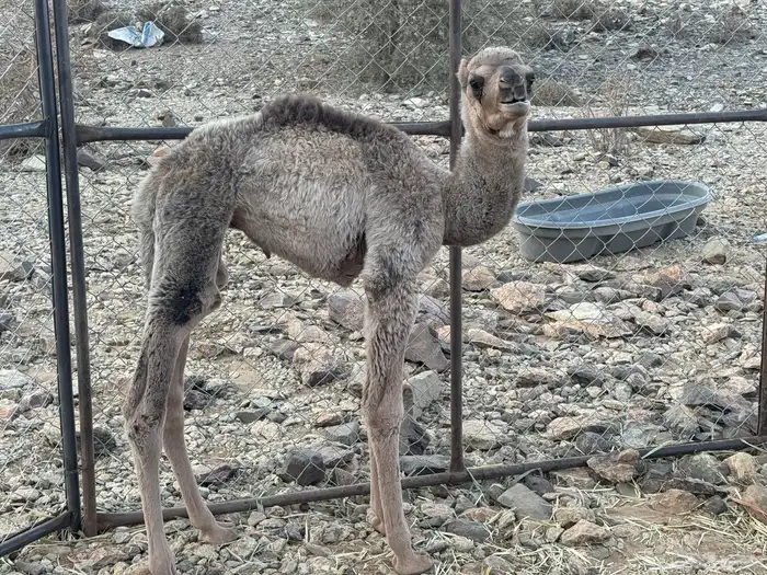 حوار ضيار 0