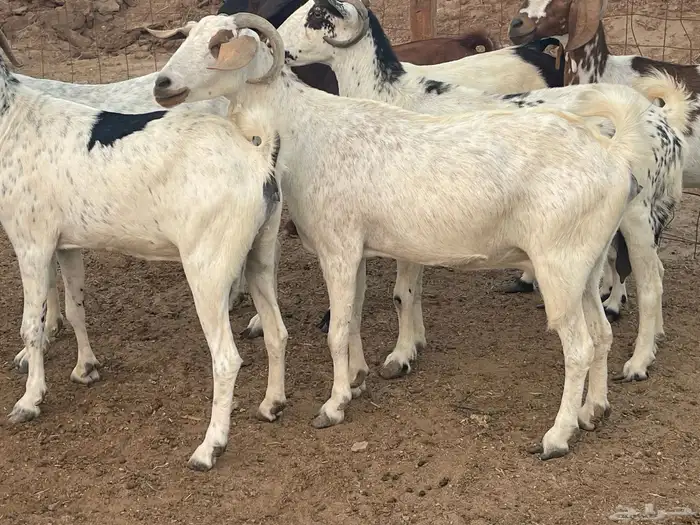 13 معزا فواخر شي طيب تبارك الرحمن منوة القاني 12