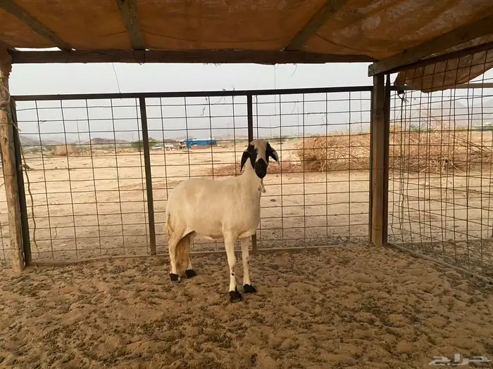 سواكنيه دافع شرط 12