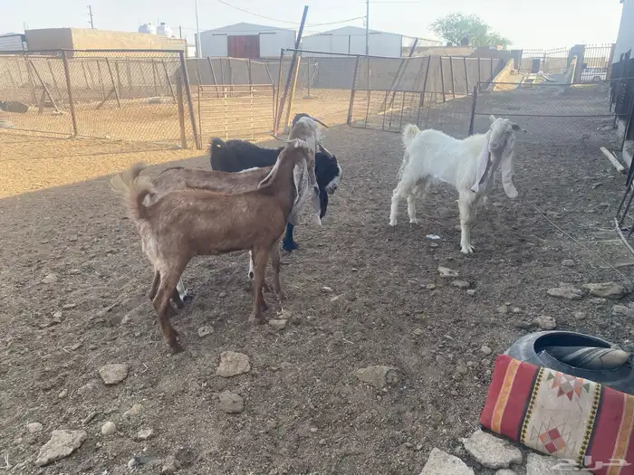 معزاء مطورة العدد 5 بالفحل 3