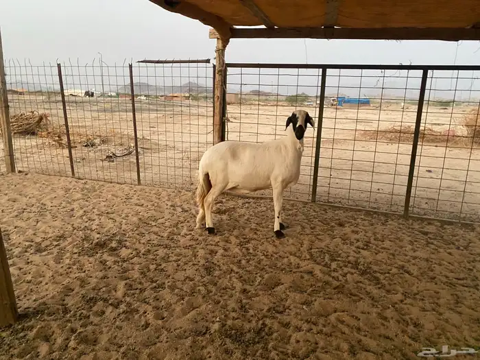 سواكنيه دافع شرط 3