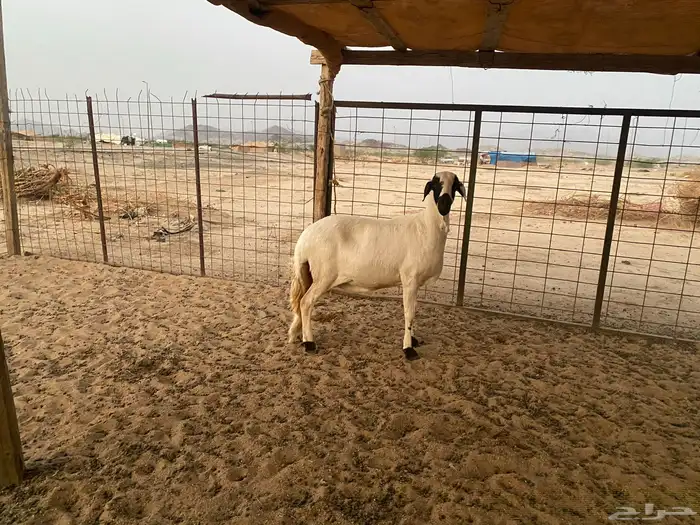 سواكنيه دافع شرط 4
