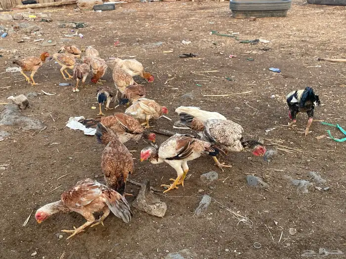 دجاج فارسي مع باكستاني 9