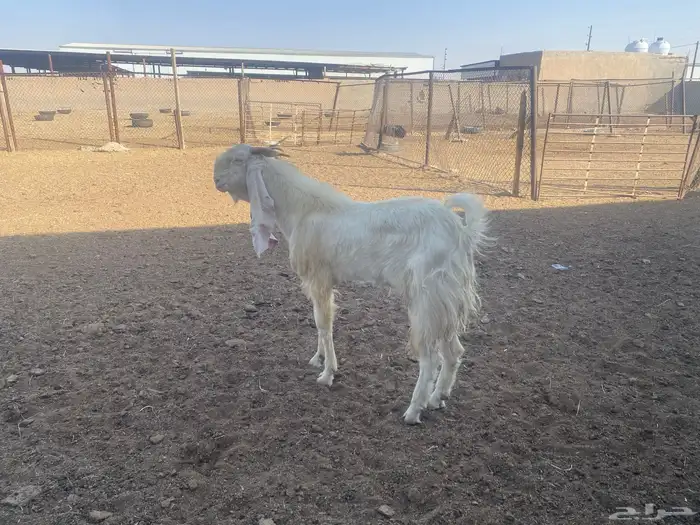 معزاء مطورة العدد 5 بالفحل 2