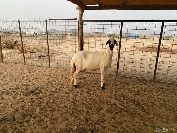 سواكنيه دافع شرط 8