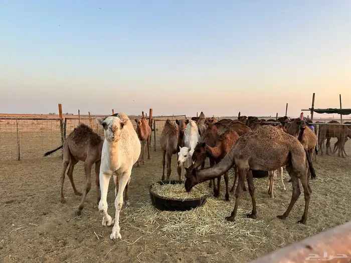 حشو قعدان وبكار 2