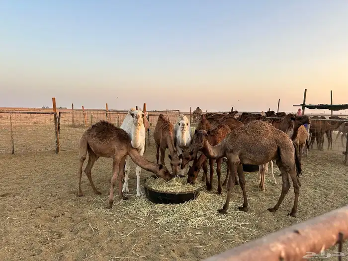 حشو قعدان وبكار 6