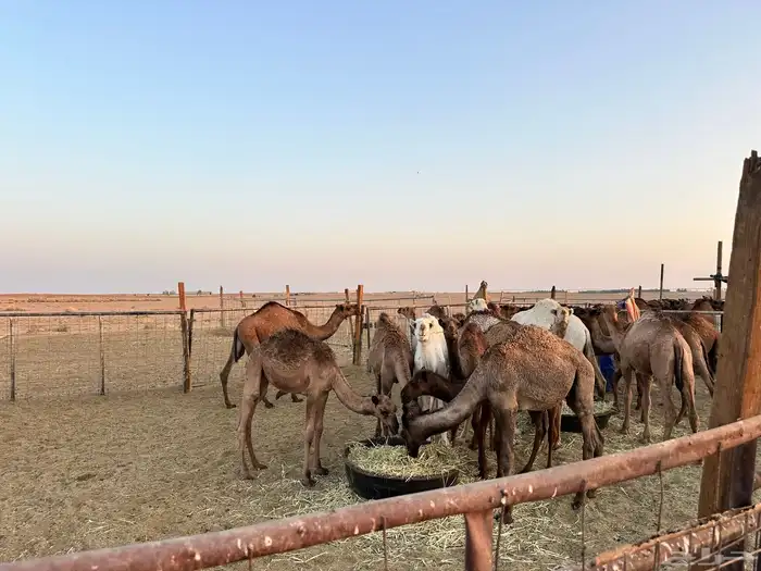 حشو قعدان وبكار 3