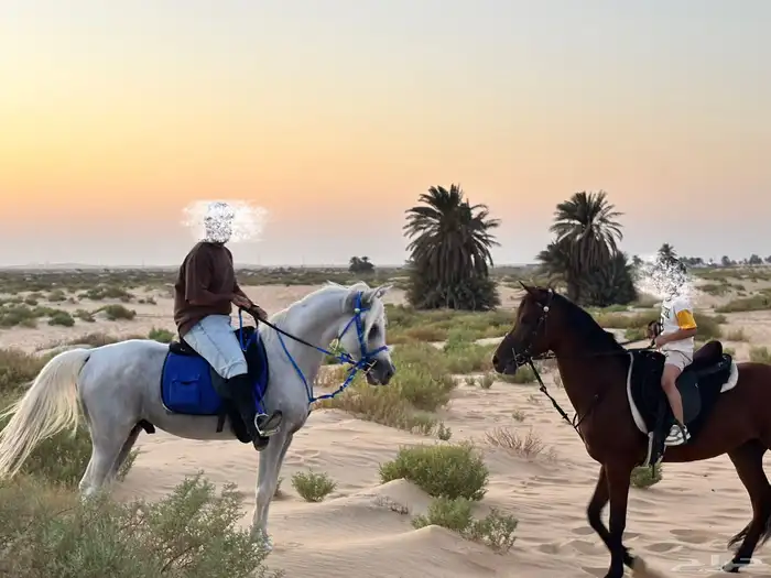 حصان شعبي 1
