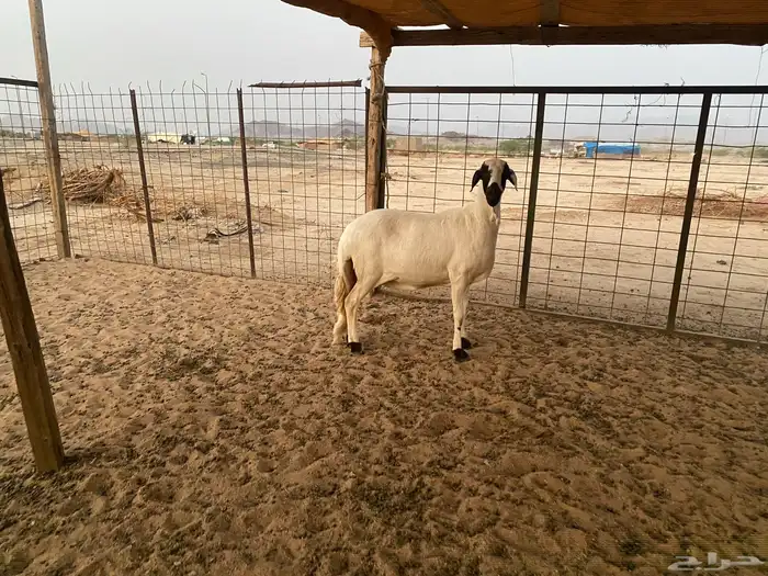 سواكنيه دافع شرط 0