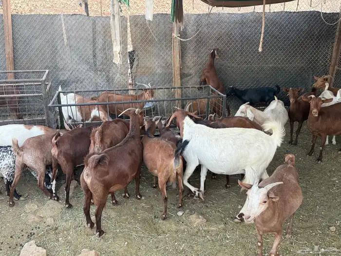معزا جنوبيه عددها 50دفيع 1