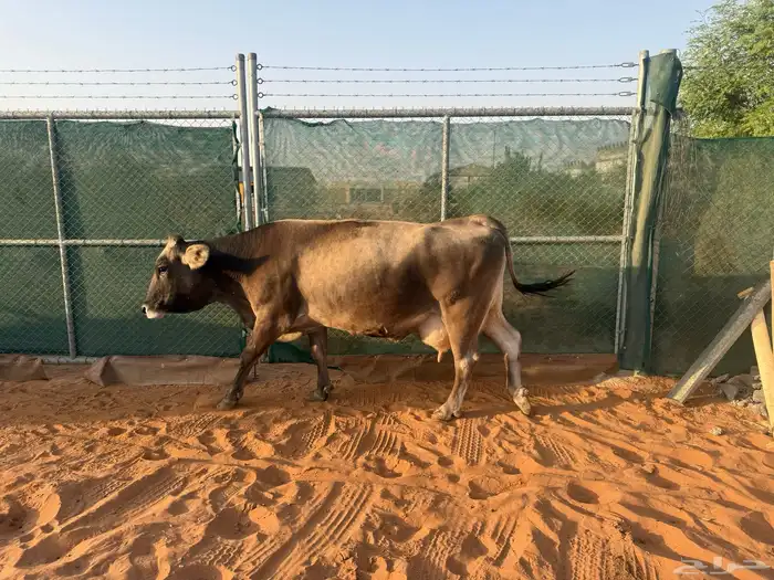 بقره منيحه طيبه 1