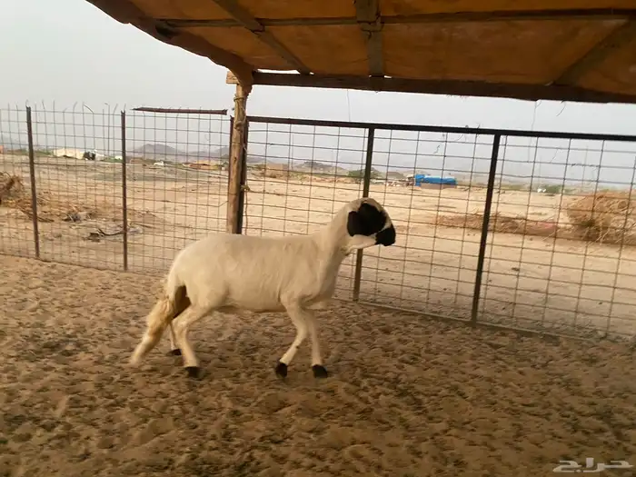 سواكنيه دافع شرط 7