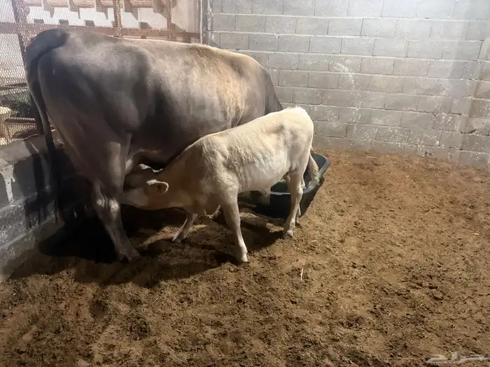 بقره منيحه طيبه 4