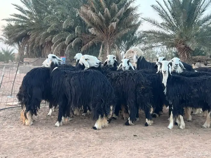 مراح غنم نجد اشباب 15 بالفحل 0