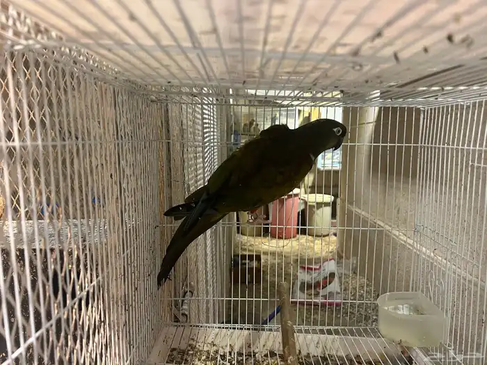 أنثى كنيور باتغونيا 0