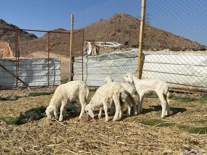 دواغير رخال تربيه يرضعن من اي شاه شرط 3