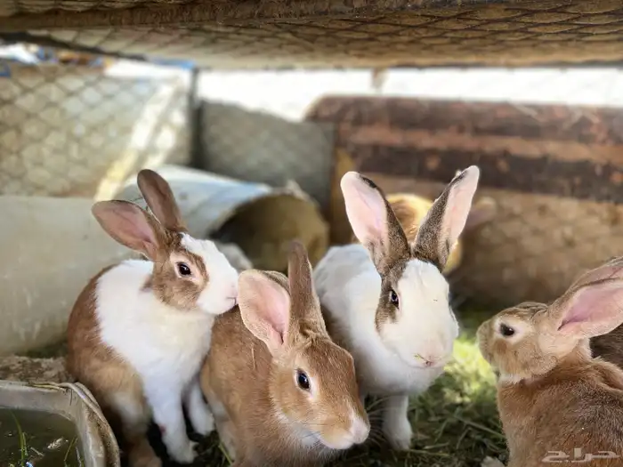 أرانب للبيع 8