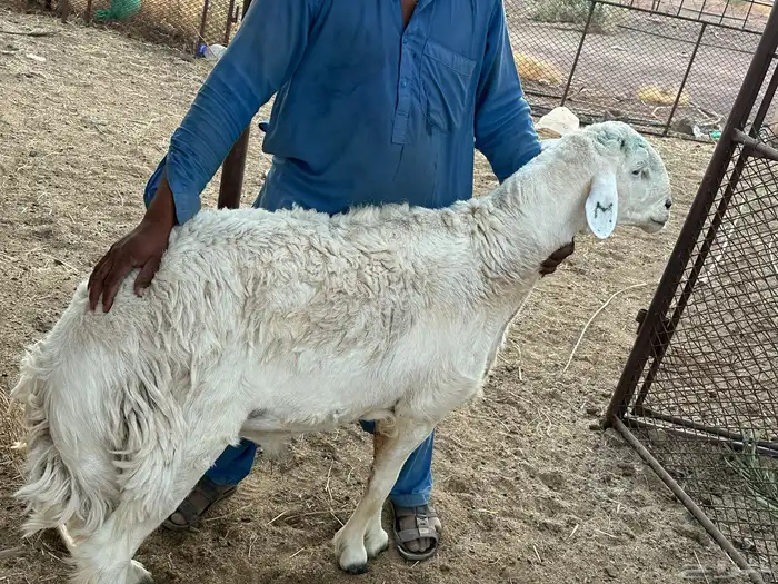 بهم وفحل صنف 0