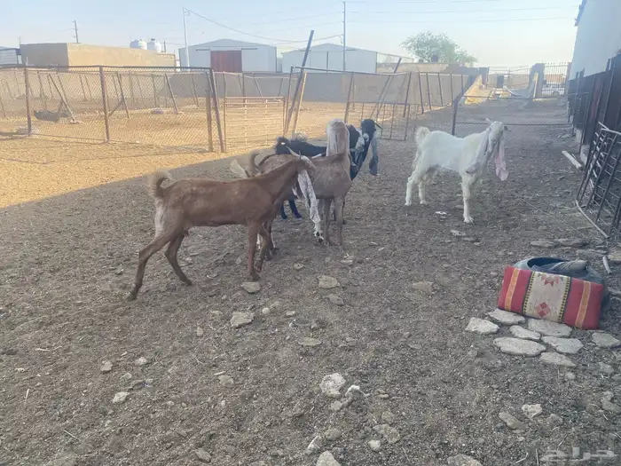 معزاء مطورة العدد 5 بالفحل 6