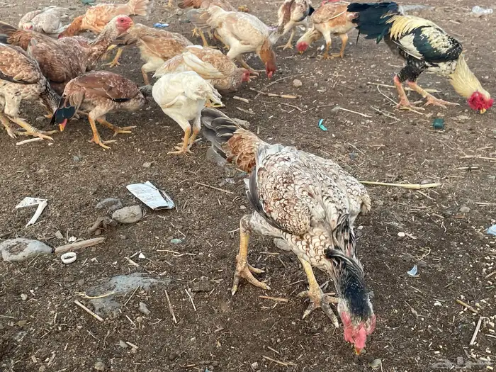 دجاج فارسي مع باكستاني 8