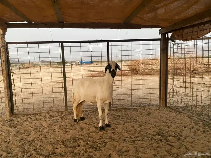 سواكنيه دافع شرط 11