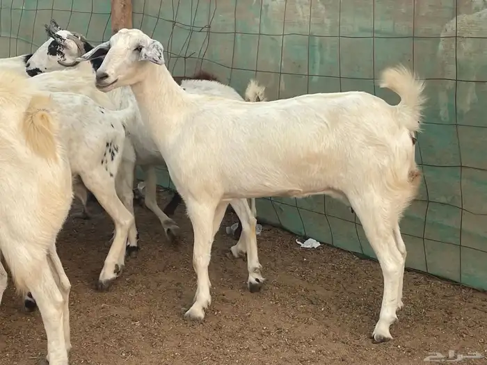13 معزا فواخر شي طيب تبارك الرحمن منوة القاني 2