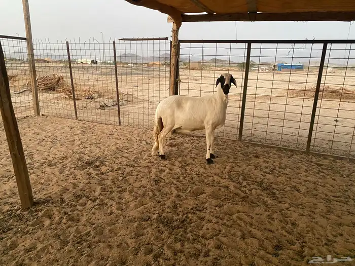 سواكنيه دافع شرط 1