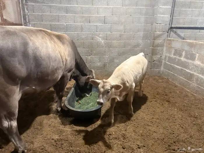 بقره منيحه طيبه 5