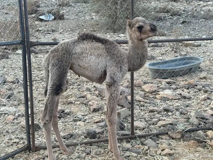حوار ضيار 2