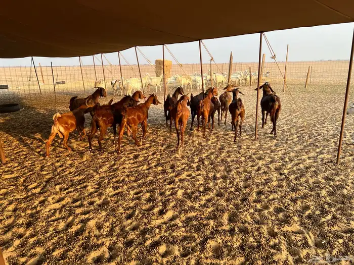 معزا كفو العدد 12 بالفحل ثنيان وربعان وثنتين سديس الفحل جذع 11