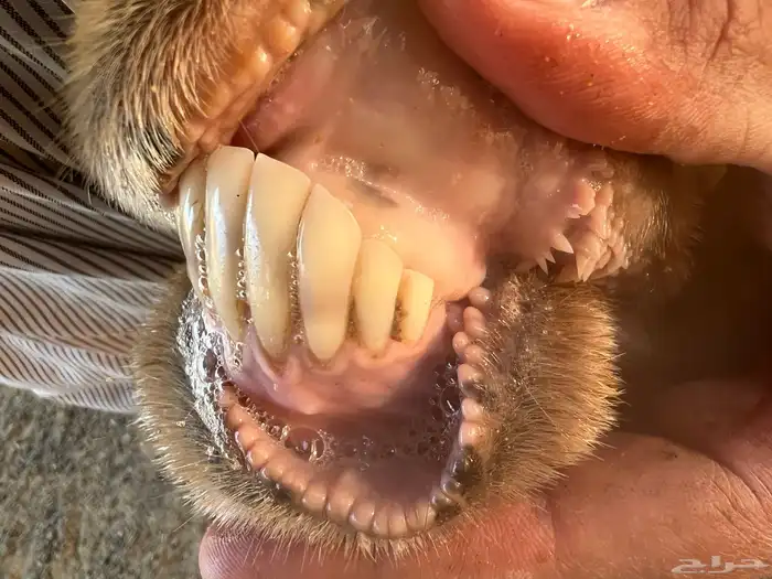 شاة متبع برخل حريه 1