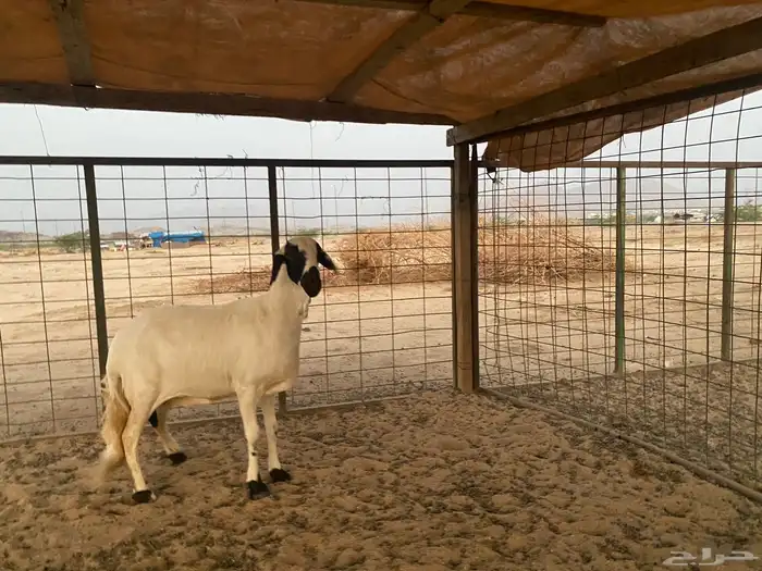 سواكنيه دافع شرط 6