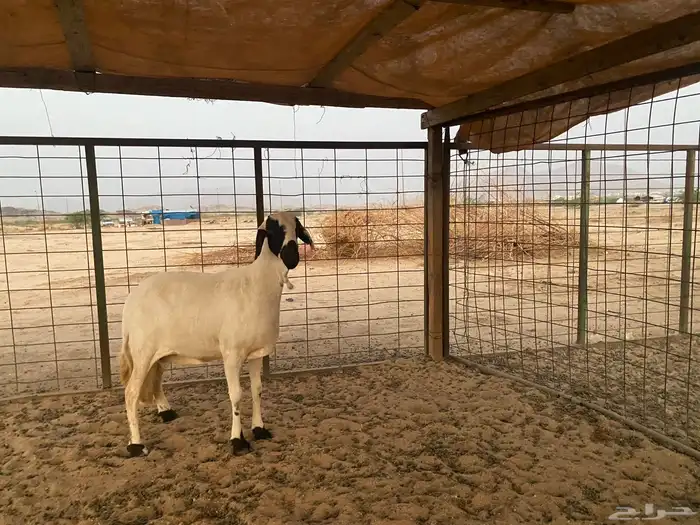 سواكنيه دافع شرط 9