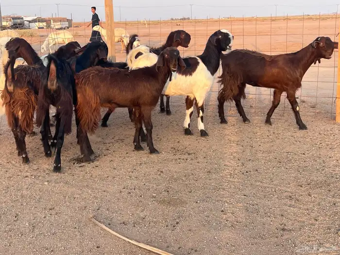 جذعات قبرصي بيور للبيع 6