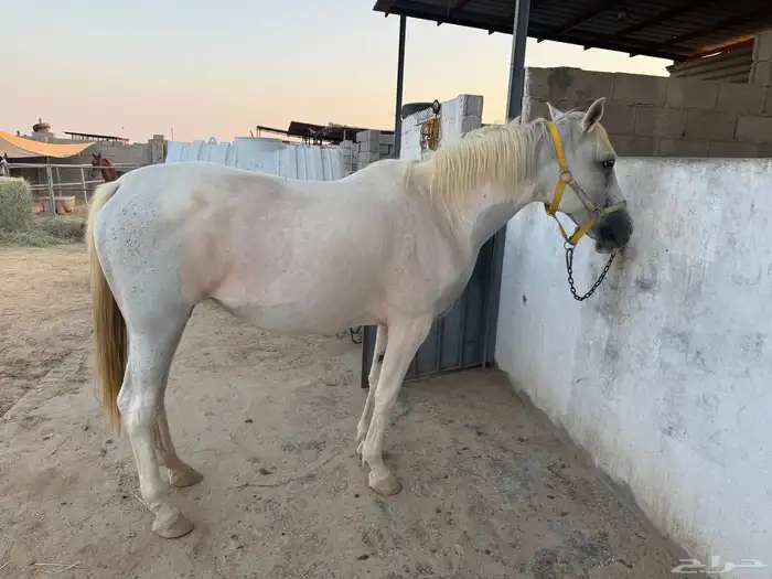 فرس شعبيه لقاح للبيع 0