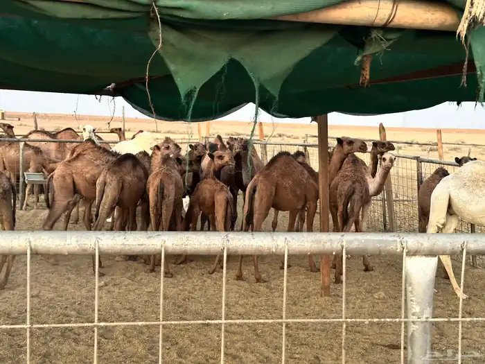 حشو قعدان وبكار 0