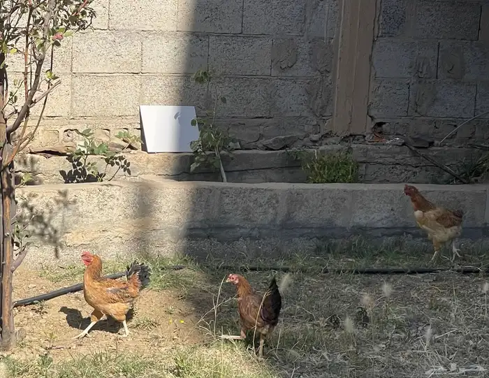 دجاج بلدي وديك 1