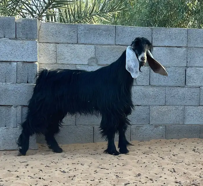 تيس عارضي رباع 1