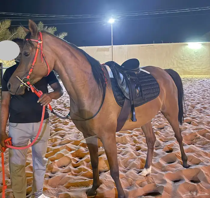 ركوب وإيواء خيول 0