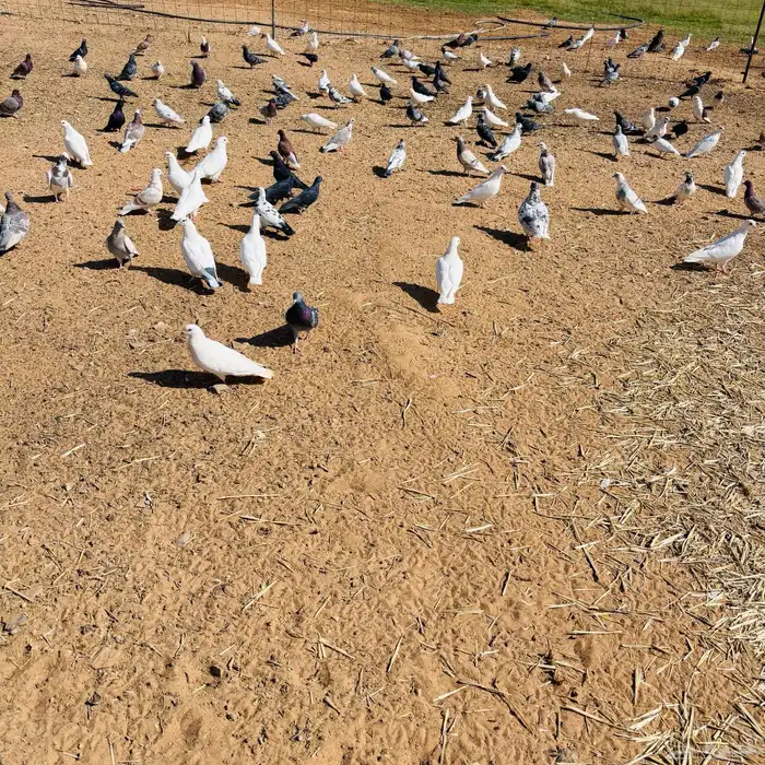 حمام للبيع 1