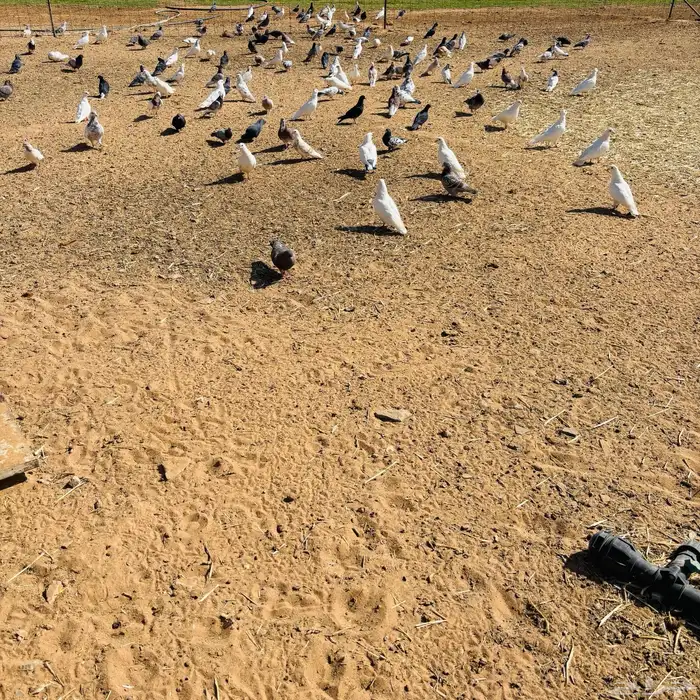 حمام للبيع 4